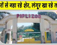 यहां फव्वारों से नहा रहे शेर, लंगूर खा रहे तरबूज-खीरा लेकिन...