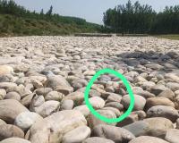 बाढ़ राहत कार्यों में अनियमितताओं के आरोप, स्टेकों के बीच मिट्टी भरने पर उठे सवाल