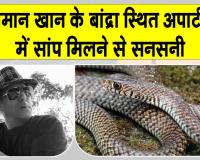 Snake News: सलमान खान के गैलेक्सी अपार्टमेंट में 'घोड़ा पछाड़' सांप मिलने से मचा हड़कंप