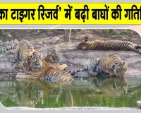 Sariska Tigers News: शावकों के साथ घूम रहीं बाघिनें, वन विभाग ने जारी किया अलर्ट