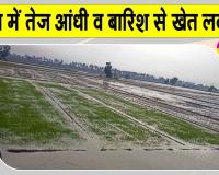 Sirsa Weather: सरसा में तेज आंधी-बारिश, तपते शहर को मिली ठंडक, पेड़ व बिजली के खंभे गिरे
