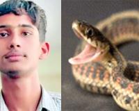 Snake Bite: सोते समय 12वीं के छात्र को कोबरा ने डंसा, मौत