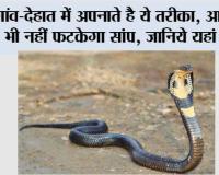 Snake: गांव-देहात में अपनाते है ये तरीका, आसपास भी नहीं फटकेगा सांप, जानिये यहां पर