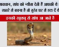 Snakes News: सावधान, सांप को न्यौता देती हैं आपकी ये हरकतें! खतरे से बचना है तो तुरंत घर से हटा दें ये चीजें