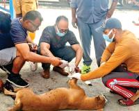 ट्रेन हादसे में दोनों टांगें गंवाने वाले बेजुबान के दर्द को इन लोगों ने किया दूर