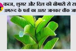 Benefits of Guava: कब्ज, शुगर और दिल की बीमारी से राहत—अमरूद के पत्तों का असर जानकर चौंक जाएंगे