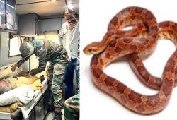 Snake News: गर्मी बढ़ते ही घरों तक पहुंच रहे सांप, केरल में सांप डसने की घटनाओं में अचानक उछाल