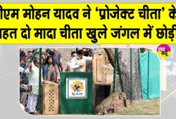 Kuno National Park News: मुख्यमंत्री मोहन यादव ने दो मादा चीता खुले जंगल में छोड़ी