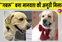 अब पालतू लेब्राडोर डॉग “गबरू” बना मानवता की अनूठी मिसाल, किया रक्तदान 