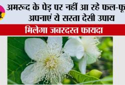 Guava Grow Guide: अमरूद के पेड़ पर नहीं आ रहे फल-फूल? अपनाएं ये सस्ता देसी उपाय, मिलेगा जबरदस्त फायदा