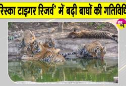 Sariska Tigers News: शावकों के साथ घूम रहीं बाघिनें, वन विभाग ने जारी किया अलर्ट