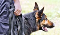 Dog Bite Case: पालतू कुत्ते के काटने के दो माह बाद महिला की मौत