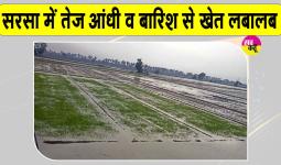 Sirsa Weather: सरसा में तेज आंधी-बारिश, तपते शहर को मिली ठंडक, पेड़ व बिजली के खंभे गिरे