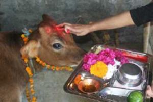 ग्रहों को खुश करने के लिए रंगों के हिसाब से पूजी गई गोमाता