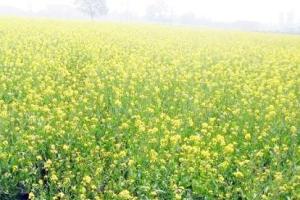 कोहरा बना फसलों के लिए वरदान