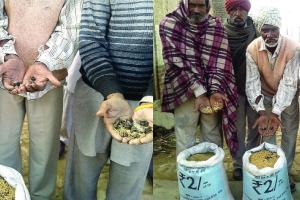 दो रूपए किलो की खेप सड़ी हुई निकली