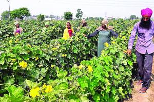 अब सब्जियों पर मंदी की मार