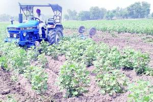 नरमा पट्टी पर सफेद मक्खी ने बरपाया कहर