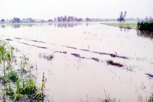 बरसात से दो सौ एकड़ धान की फसल बर्बाद