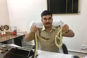 करोड़ों रु. के सांपों को लेकर कोर्ट पहुंची पुलिस