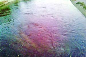 श्रीगंगानगर में आया सीरा युक्त जहरीला पानी