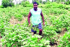 भिवानी में इस बार कपास की बम्पर पैदावार के आसार