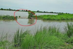 ड्रेन टूटने से सैंकड़ों एकड़ फसल पानी में डूबी
