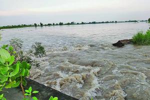 ड्रेन में बढ़ती जा रही दरार, 500 एकड़ फसल पानी में डूबी
