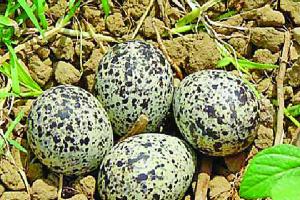 मासूम बच्ची पर पंचायत का कठोर फरमान