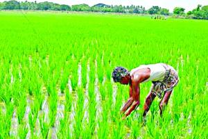 धान में 200 रुपए प्रति क्विंटल का इजाफा