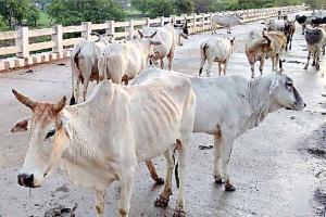 26 जनवरी तक आवारा पशु मुक्त होगा हरियाणा