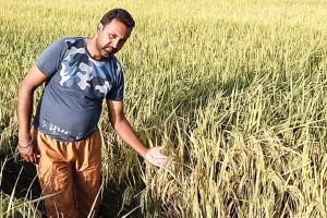 पराली को जमीन में नष्ट कर मुनाफा कमा रहा किसान जसप्रीत