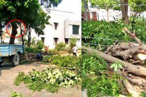 पार्किंग सुविधा देने की खातिर दी हरियाली की बलि