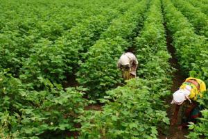 राजस्थान में अब खेत से खरीदी फसल तो दर्ज होगा मुकदमा