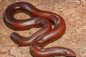 50 लाख कीमत का अनोखा रेड सैंड बोआ सांप जब्त
