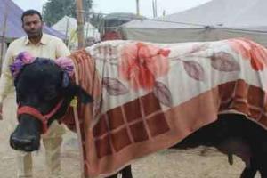 महंगी गाड़ियों से भी आगे निकल गई हिसार की ये भैंस buffalo of Hisar