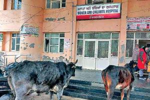 बठिंडा के सरकारी अस्पताल में नहीं है डॉक्टर