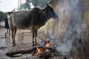 पाले और शीतलहर ने बढ़ाई ठंड