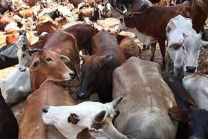 सिरसा जिले की गौशालाओं में सवा साल में 10,772 गौवंश की मौत