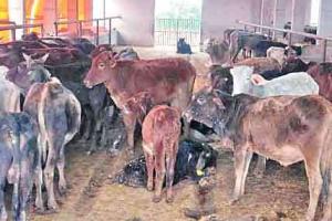 बठिंडा : सरकारी गौशाला हरराएपुर में नरक भरी जिंदगी जी रहे पशु