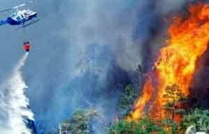 वनों को आग से बचाने के लिए बने ठोस नीति