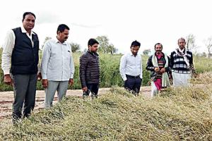 Inspection: ओलावृष्टि से प्रभावित फसलों का किया निरीक्षण