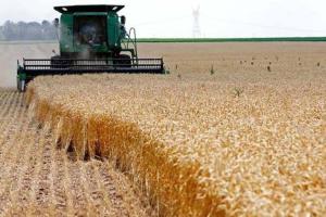 कैसे कटेगी फसल, हरियाणा में नहीं आ पा रही कम्बाइन?