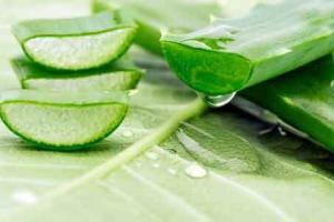 MSG Health Tips : बेहद गुणकारी है एलोवेरा