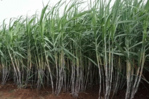 भाकियू की मांग 450 रूपए प्रति क्विंटल हो गन्ने की कीमत : टिकैत