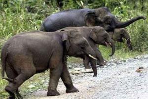 हाथियों के हमले से तीन ग्रामीण की मौत