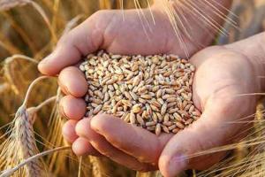 राहत: इस वर्ष रिकॉर्ड 30 करोड़ टन से अधिक फसल उत्पादन का अनुमान