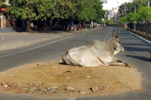 सड़कों को तोड़ गड्ढे भरना भूले अधिकारी