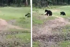 अजब-गजब: क्या आपको पता है भालू भी खेलते हैं फुटबाल