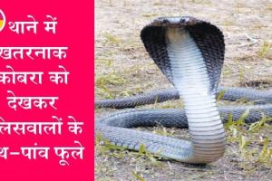 यह फिल्मी कहानी नहीं सत्य है : नागिन की मौत के बाद इंसाफ मांगने थाने पहुंचा कोबरा?